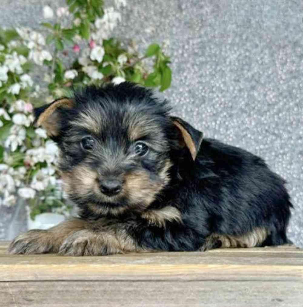 Image of a pet breed in the gallery