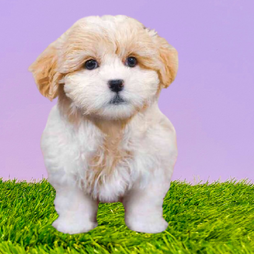 Female Teddy Bear Puppy for Sale in Marietta, GA