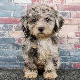 Shizapoo