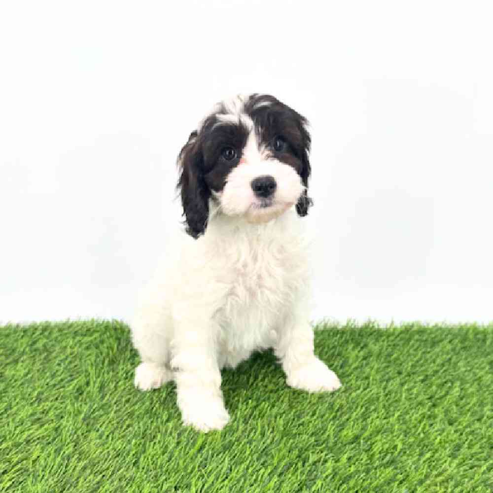 Image of a pet breed in the gallery
