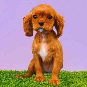 Cavalier King Charles Spaniel