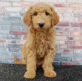 2nd Gen Mini Goldendoodle