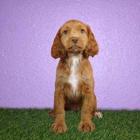 Cockapoo