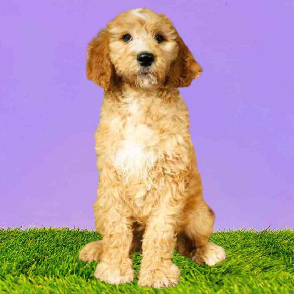 carousel pet images
