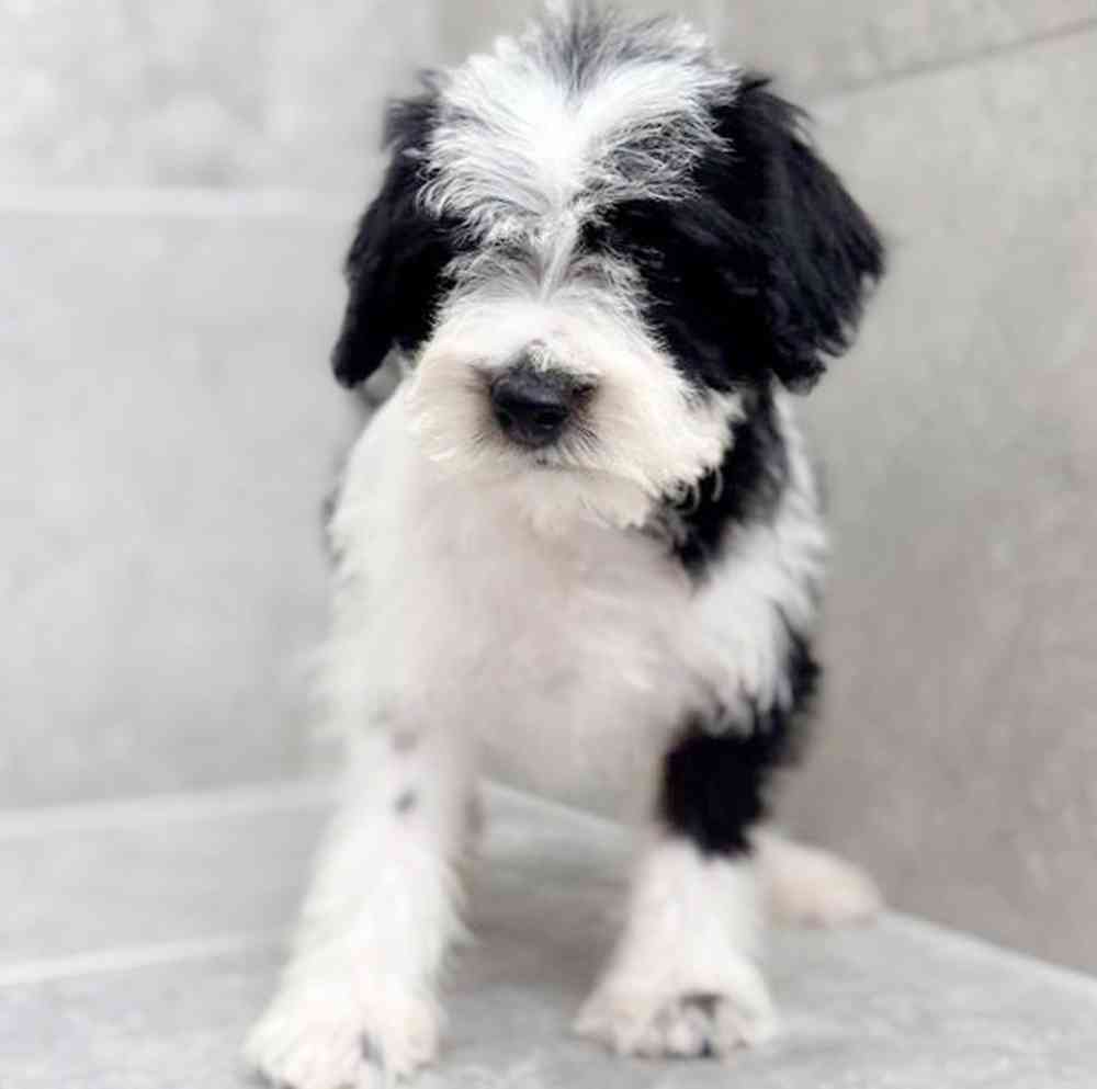Image of a pet breed in the gallery