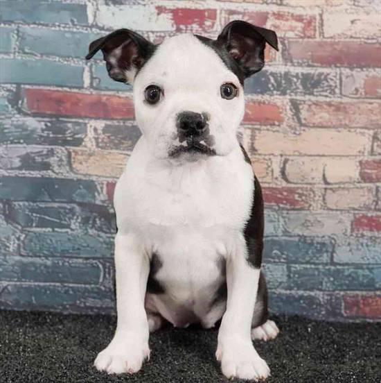 Boston Terrier