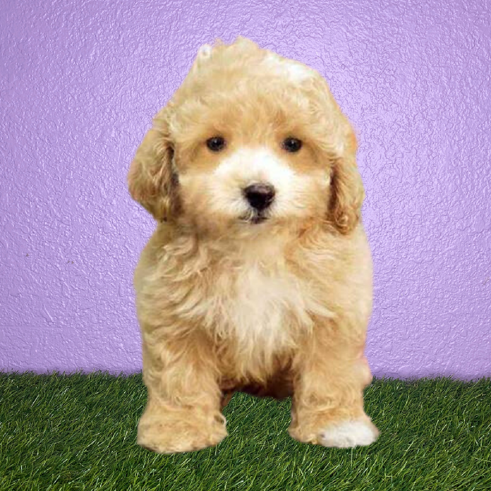 Male Bichapoo Puppy for Sale in New Braunfels, TX