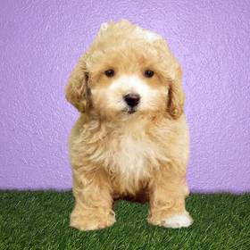 Bichapoo