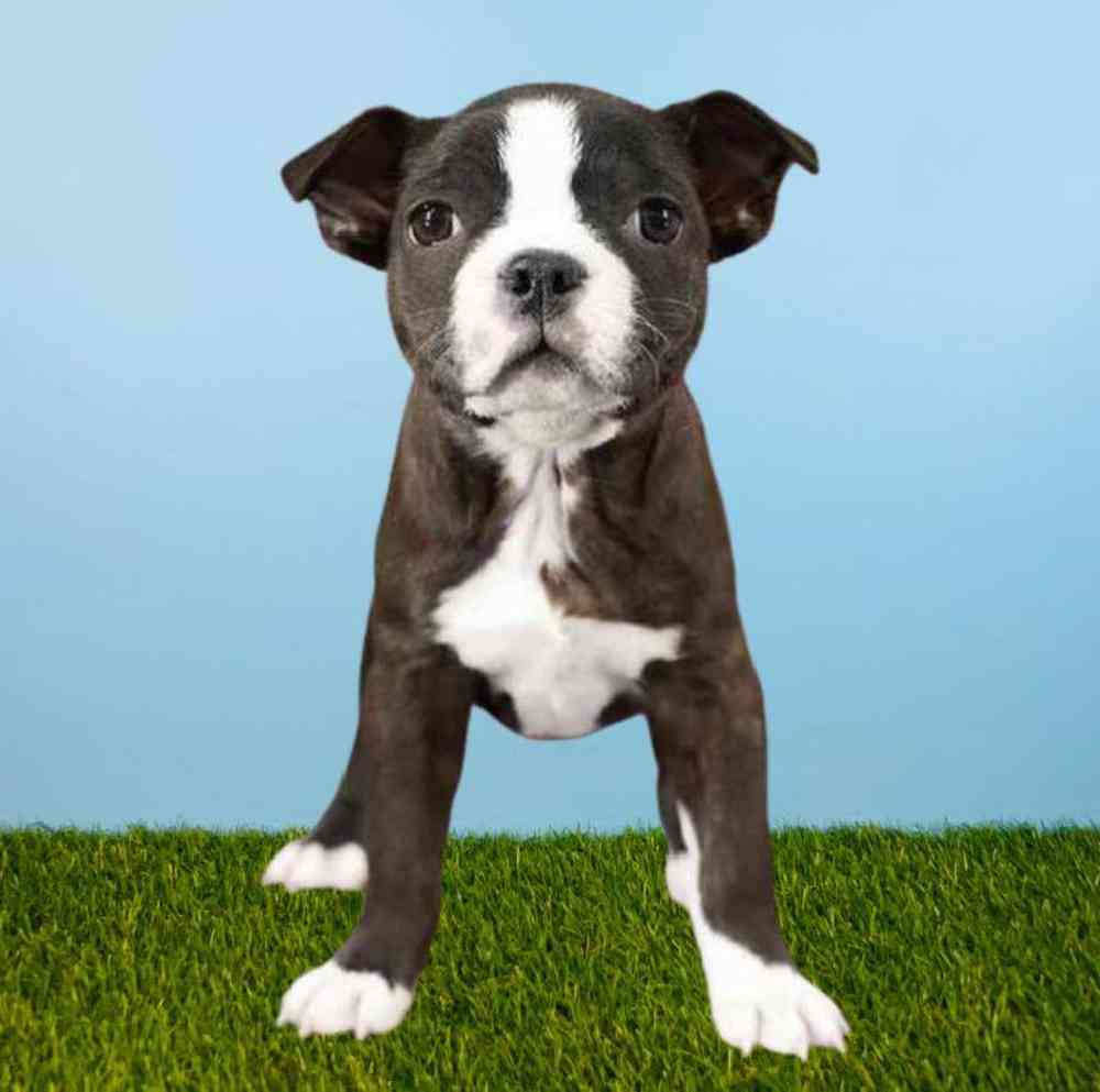 Female Boston Terrier Puppy for Sale in Meridian, ID