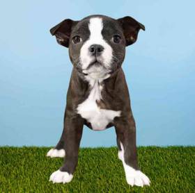 Boston Terrier
