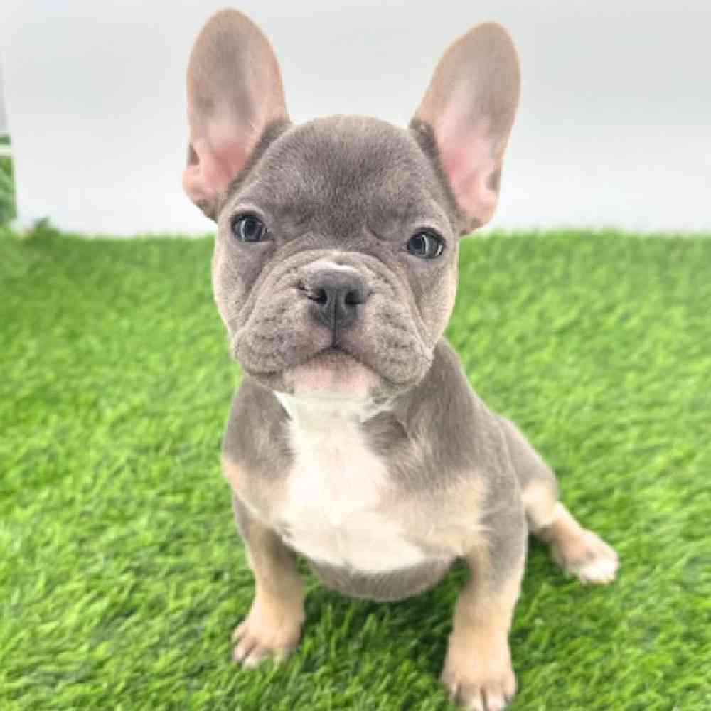 Image of a pet breed in the gallery