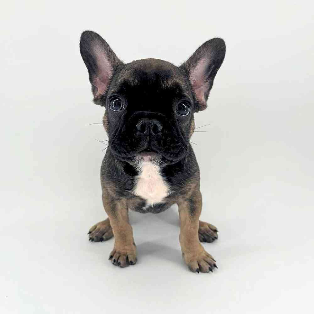 Image of a pet breed in the gallery