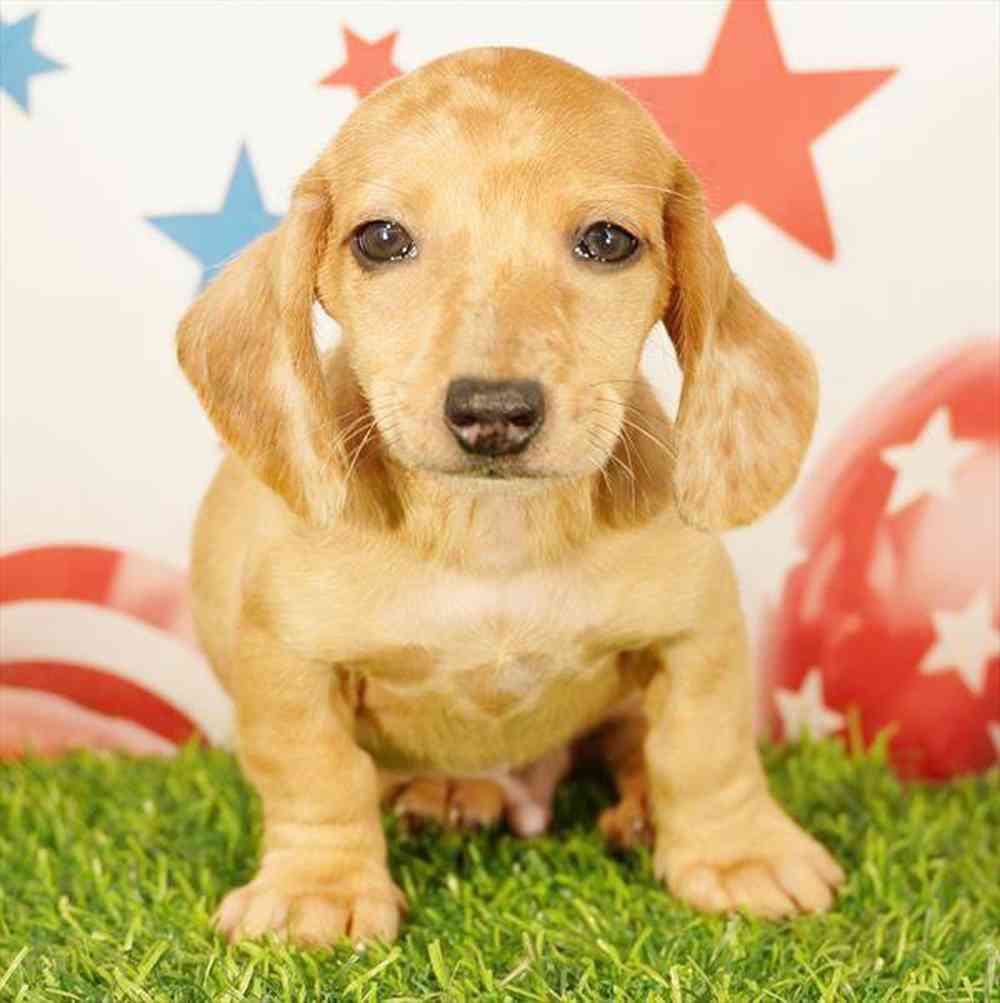 pet breed image