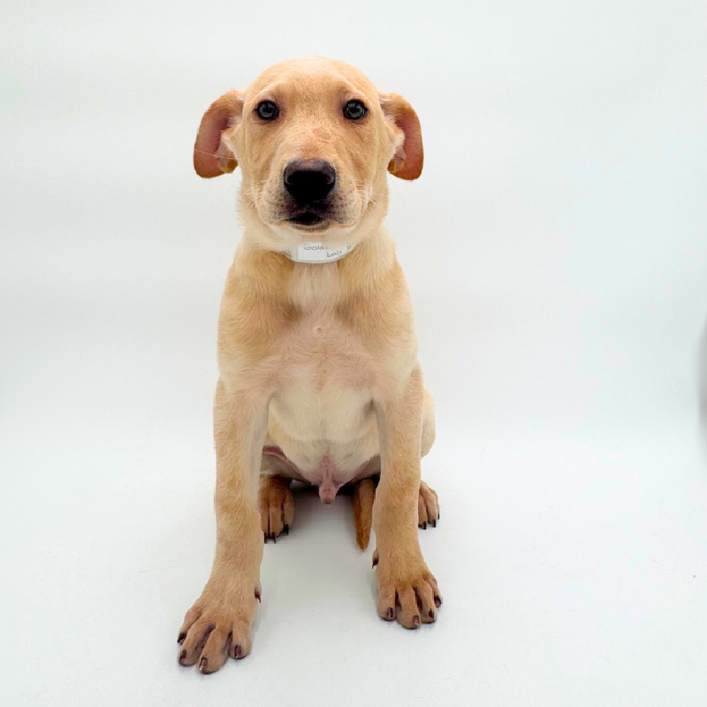pet breed image