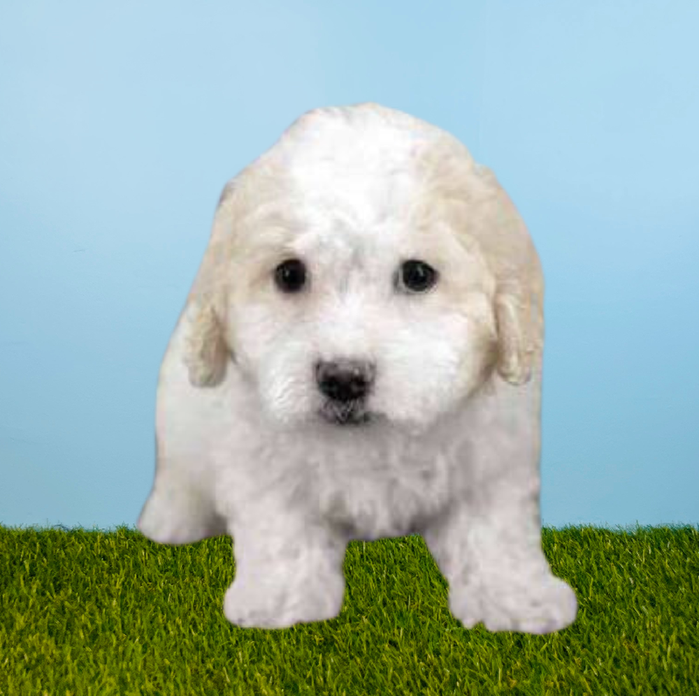Male Bichapoo Puppy for Sale in Pasadena, TX