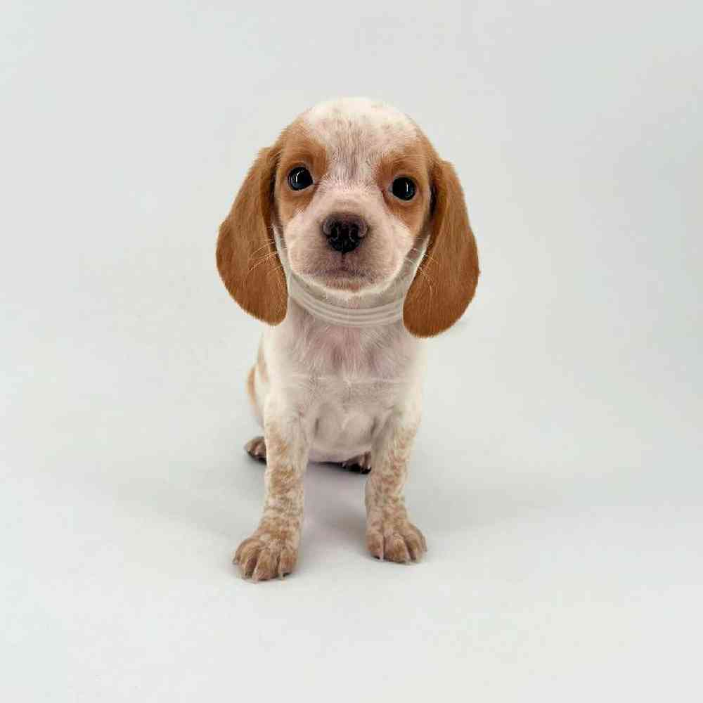 Image of a pet breed in the gallery