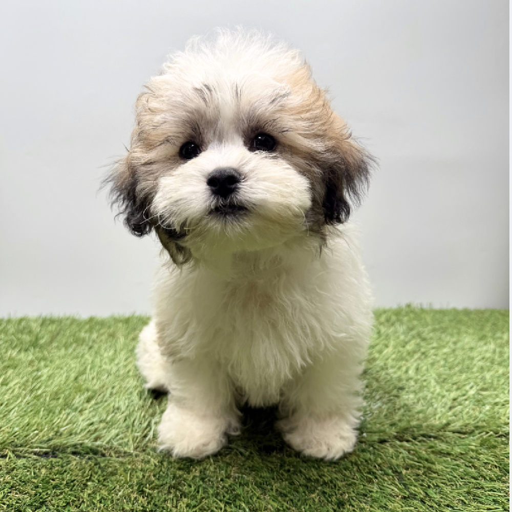 Image of a pet breed in the gallery