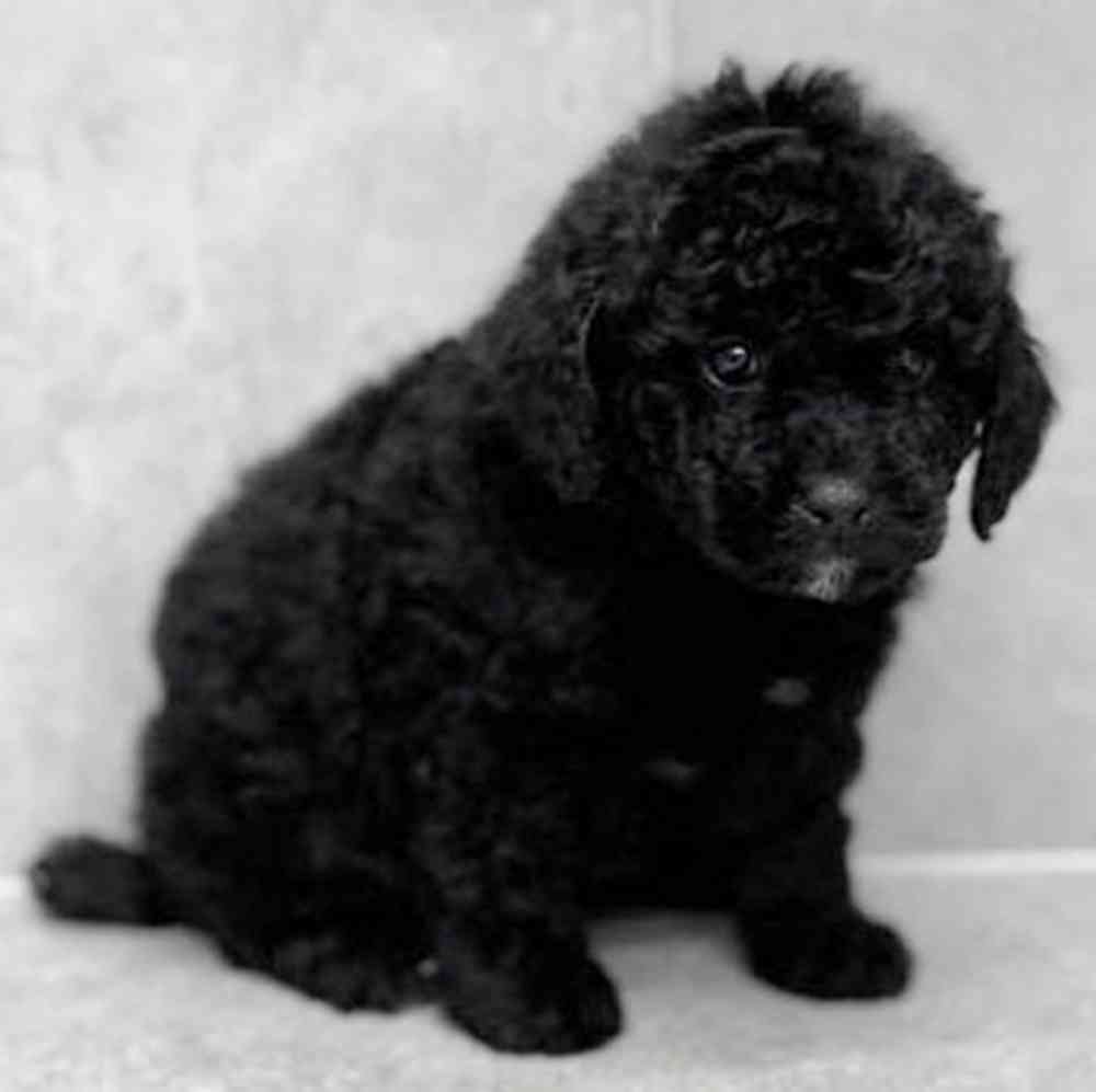 Image of a pet breed in the gallery