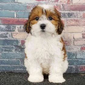 Maltipoo