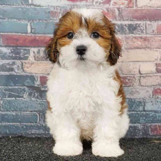Maltipoo