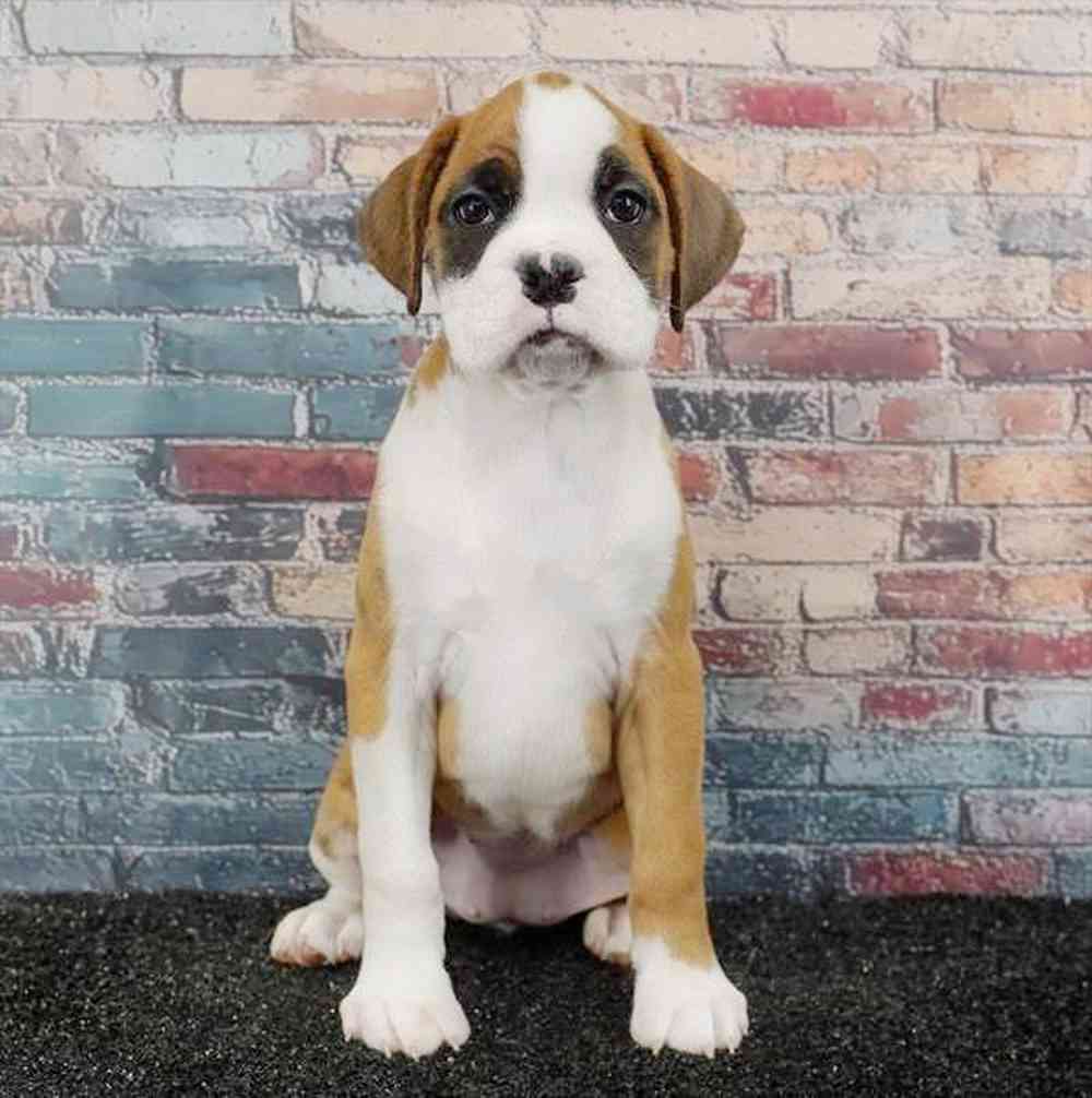 Image of a pet breed in the gallery