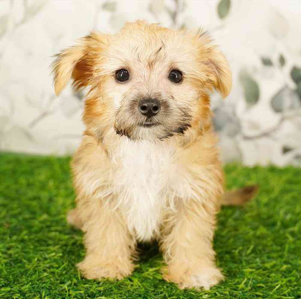 Image of a pet breed in the gallery