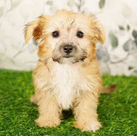 Morkie