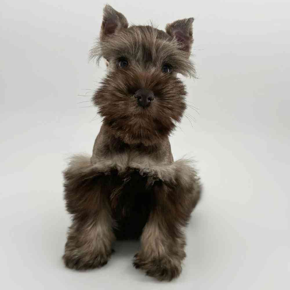 carousel pet images