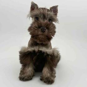 Mini Schnauzer