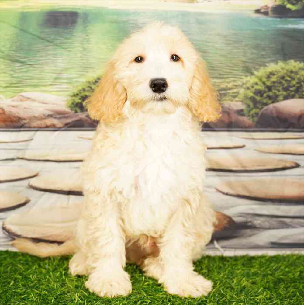 Image of a pet breed in the gallery