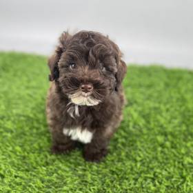 Schnoodle