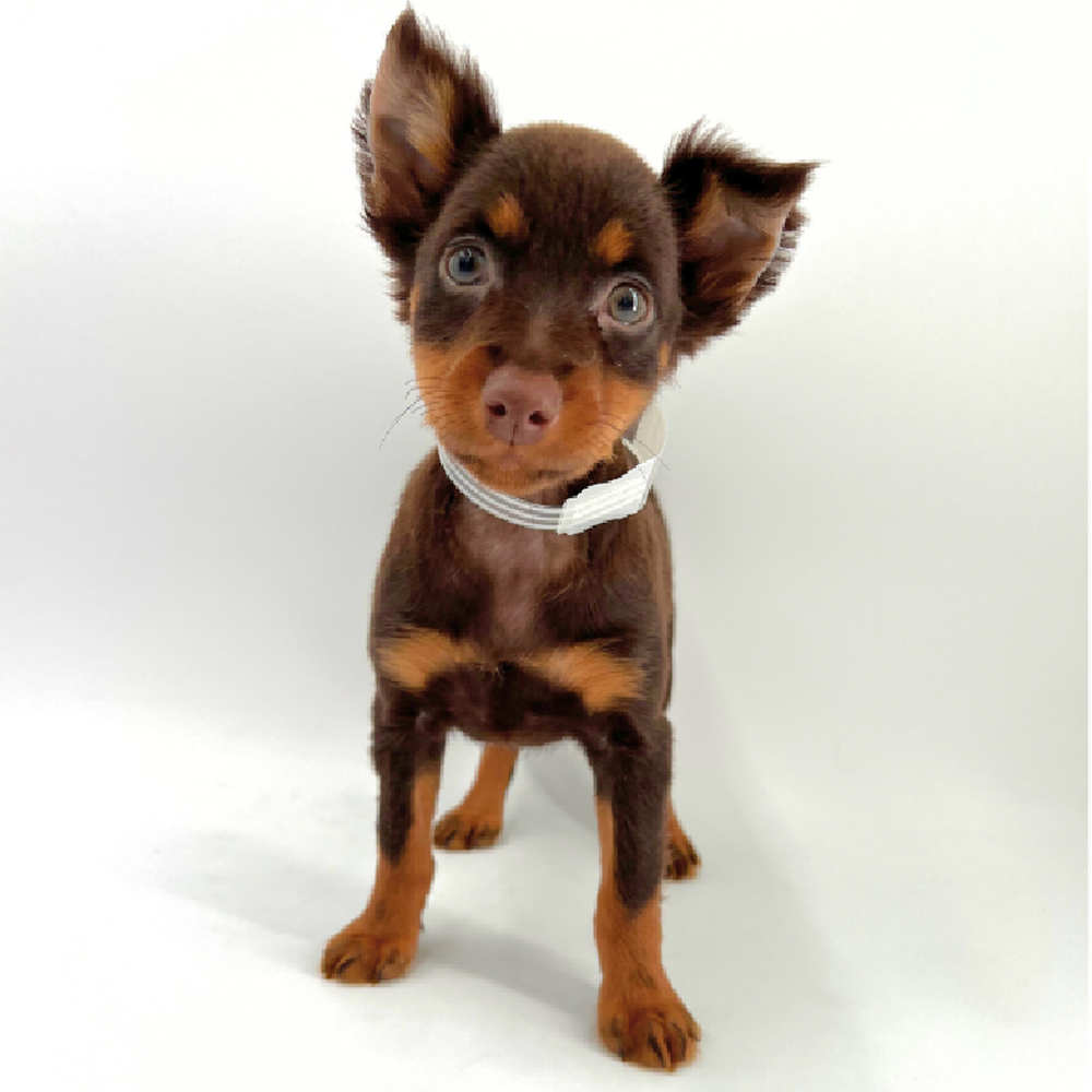 carousel pet images