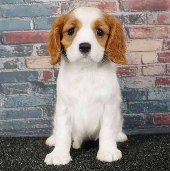Cavalier King Charles Spaniel