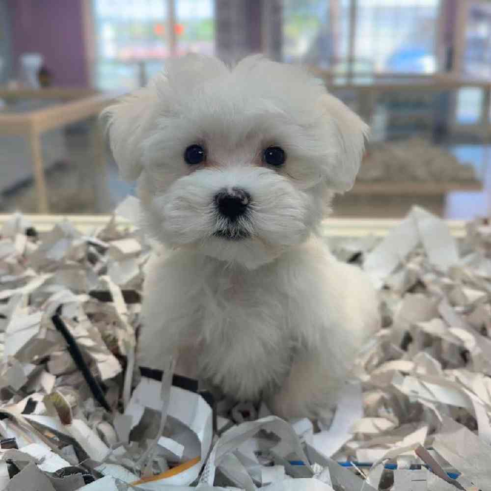 pet breed image