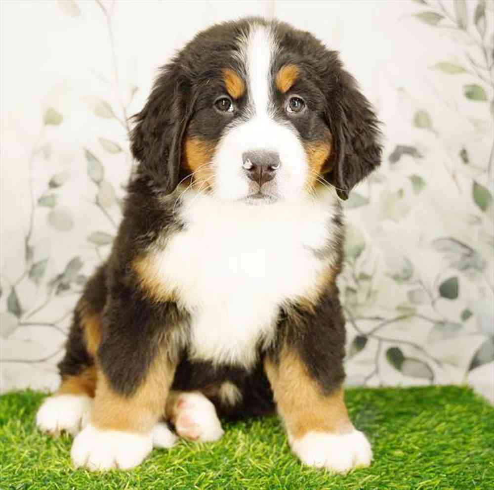 Image of a pet breed in the gallery