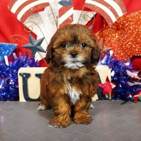 Shizapoo