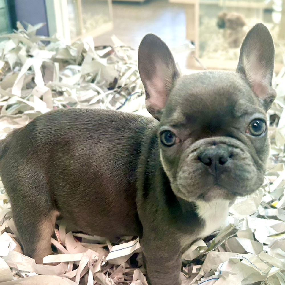 carousel pet images