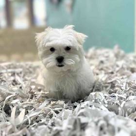 Maltese