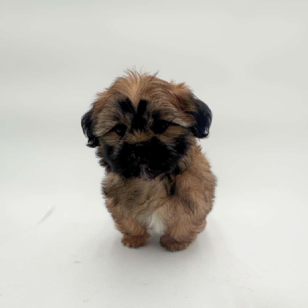 pet breed image