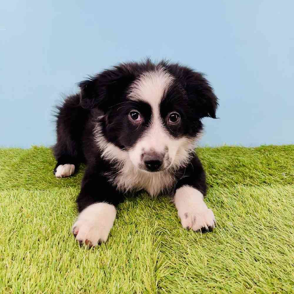 Image of a pet breed in the gallery