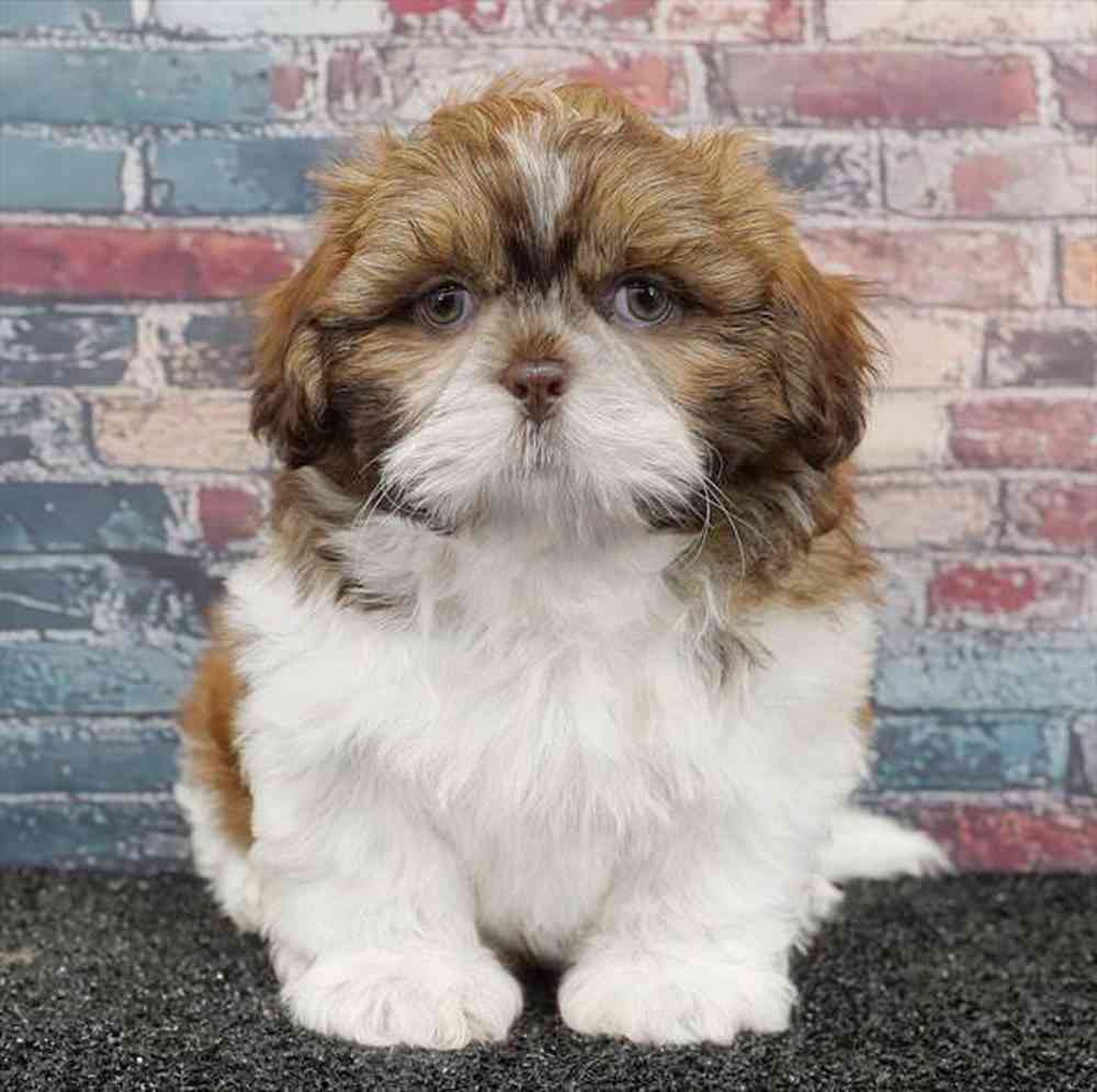 Image of a pet breed in the gallery