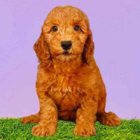 2nd Gen Mini Goldendoodle