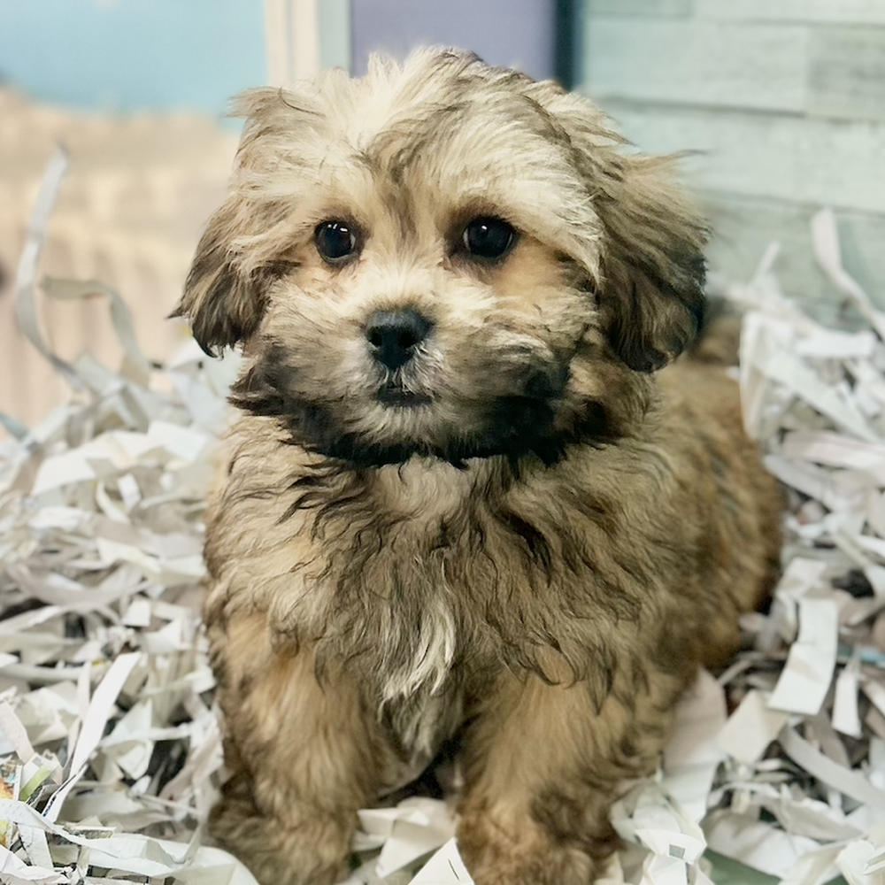 carousel pet images