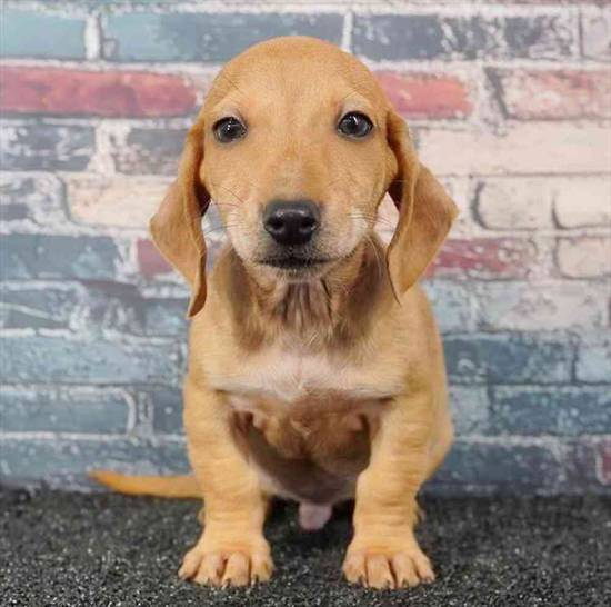 Dachshund