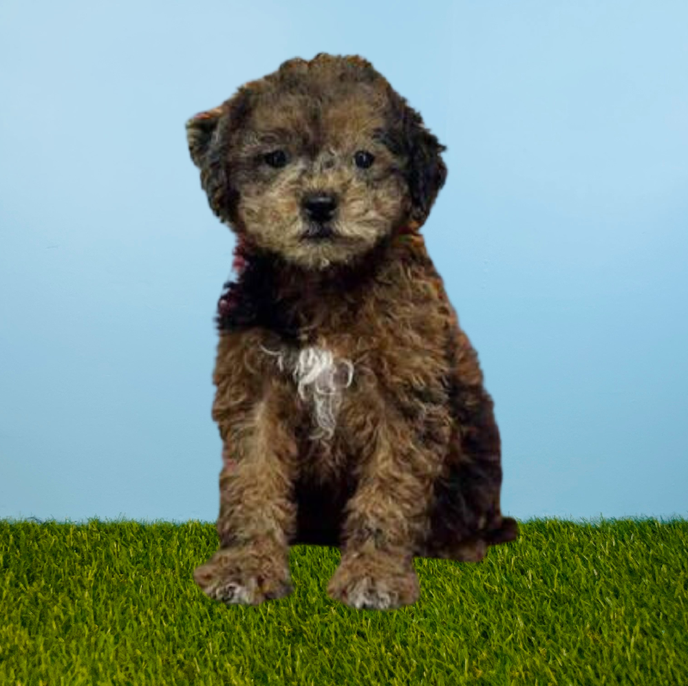 carousel pet images