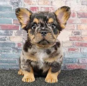 French Bulldog