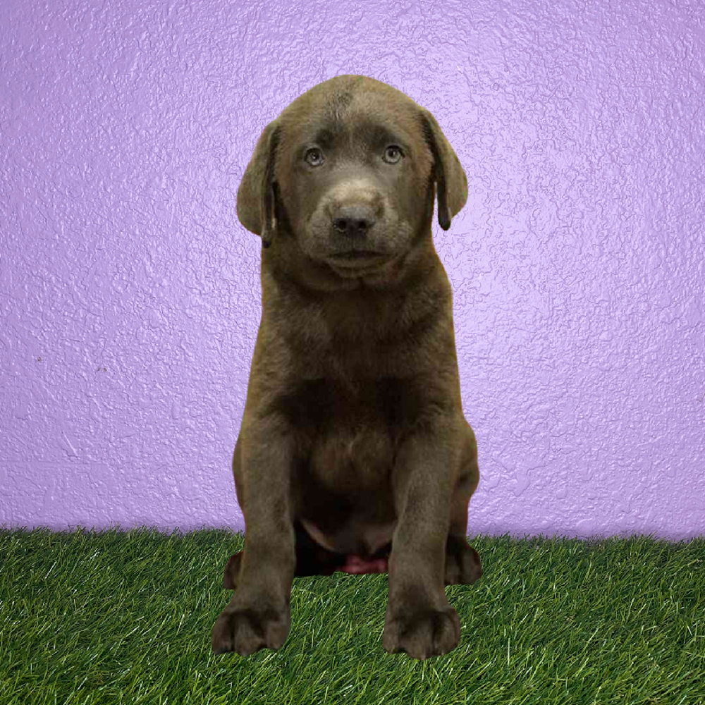 Male Labrador Retriever Puppy for Sale in New Braunfels, TX