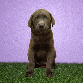 Labrador Retriever