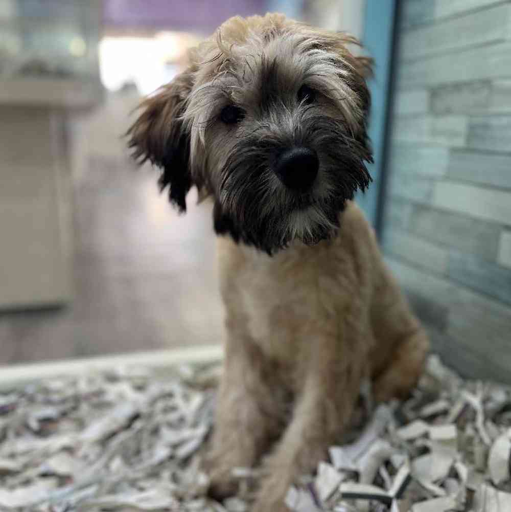 Male Soft Coated Wheaten Terrier Puppy for Sale in Meridian, ID