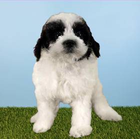 Poodle